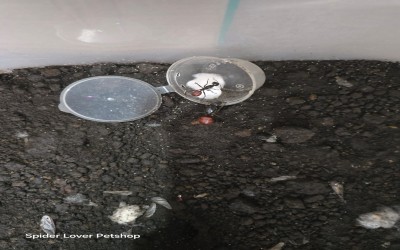 Queen dynomyrnex gigas black 